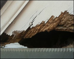 Squirrel damage in Stafford VA