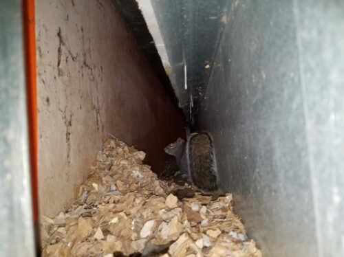 Squirrel behind the gutters