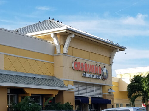 Birds on commercial property