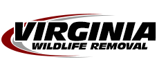 Stafford Wildlife Removal